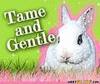 Tame and gentle bunny