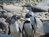 the penguin-trio