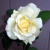 plucked a white rose