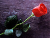 a Red Rose