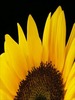 Piece of a sunflower