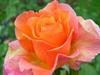 Orange Rose