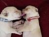 Puppy kiss