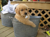 chilling out in a pail
