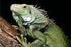 A Green Iguana!