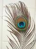 Peacock Feather