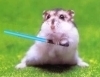 Jedi Hamster