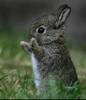 standing bunny ovation!