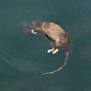 Drowned Rat