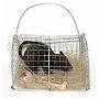 a caged rat