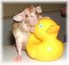 Rat Bath
