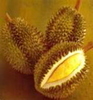 DURIAN Natural APHRODISIAC