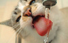 Cat Water