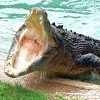 Eric the Crocodile