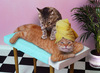 A pet massage