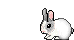 a pet bunny