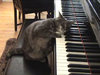 pet piano