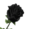 Blooming Black Rose