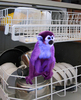 Purple Monkey Dishwasher