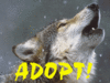 Adopt a Wolf 