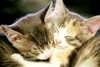 kitty-snuggles