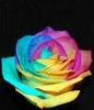 Multi Coloured Rose