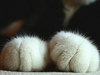 Fur Fur Hands
