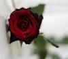 Witherless red rose