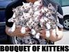 A Bouquet of Kittens