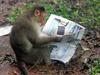 read the paper by a monkey