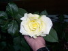 Yellow rose of Friendship