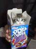 Pop-Cats