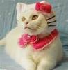 Pink Bow &amp; Neck Scarf