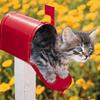 Cat-Mail