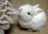 cute white bunny for your pets