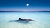 Moonlit Dolphin ride