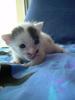 teeny kitten