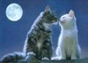 A kiss in the moon light