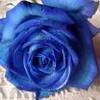 BLUE LOVE YOU ROSE