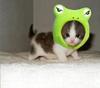 Froggy Hat