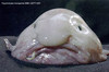 Blobfish