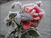 FrOst ReD RoSe