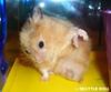 hamster yoga classes