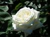 White Rose