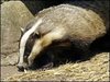 Save the Badger