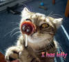 I Has a Lolly For You