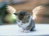 My Owner Gives Me Wings