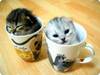 a cup of pet