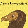 turkey vulture awesomeness