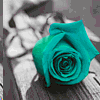 changing color rose
